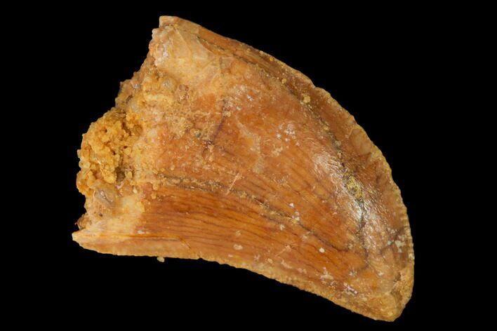Serrated, Baby Carcharodontosaurus Tooth - Morocco #169672